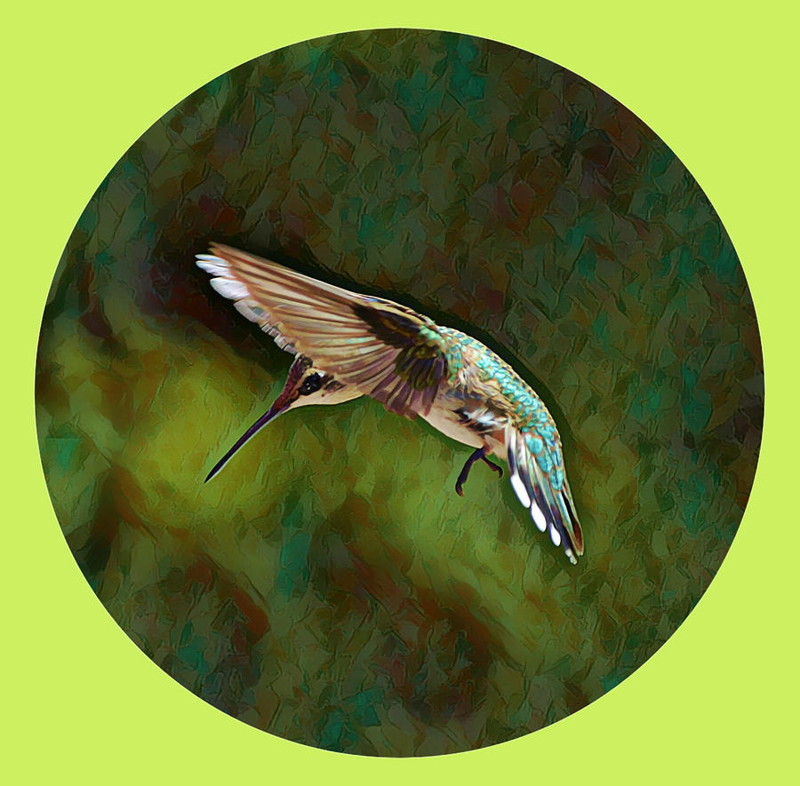 The Hummingbird Circle Digital Art