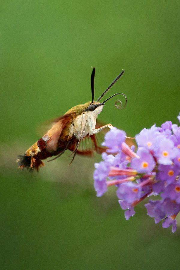 The Hummingbird Moth Photograph by Linda Bonaccorsi