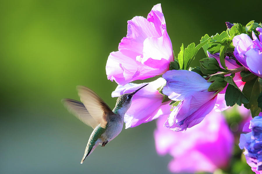 The Hummingbird Photograph by Scott Burd