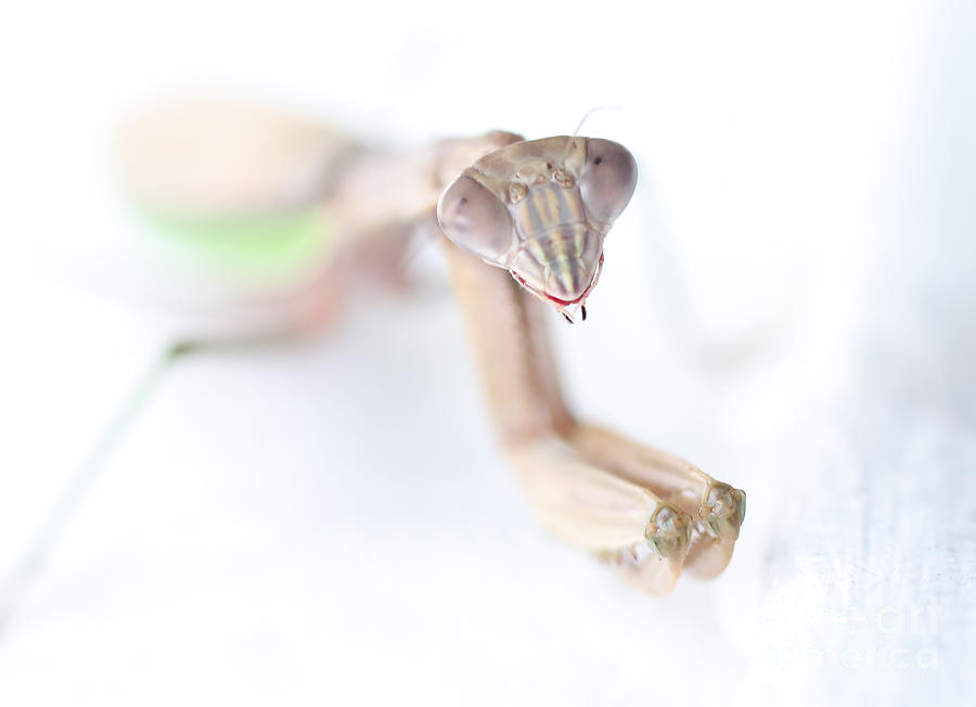 The Hungry Praying Mantis  Photograph by Tony Lee