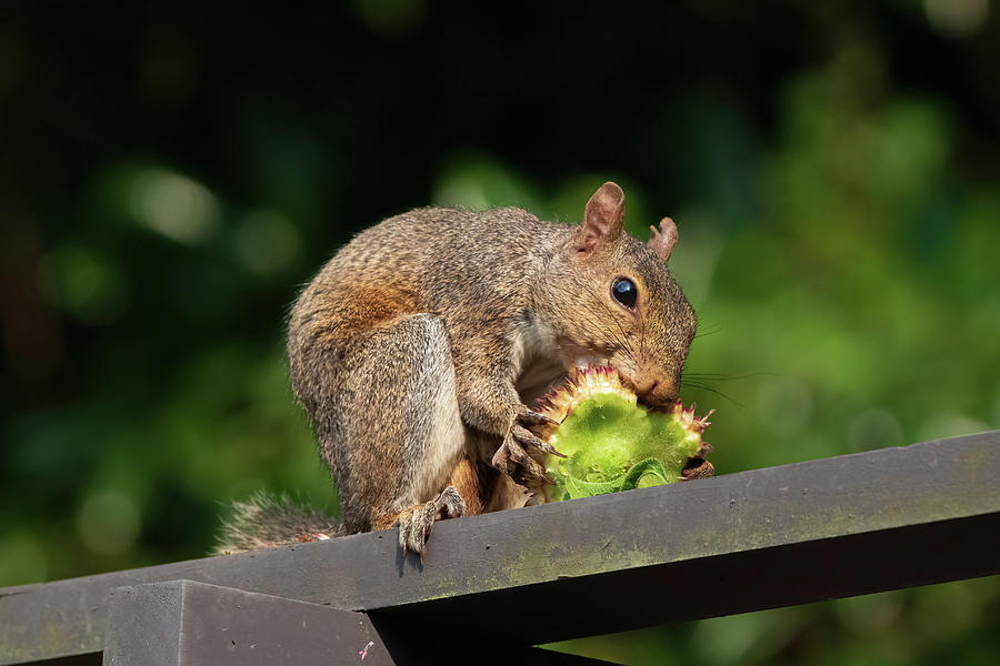 The Hungry Squirrel Photograph by Chad Meyer