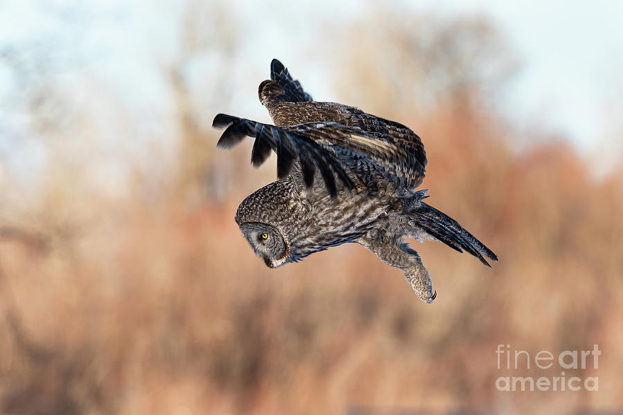 The Hunter - Great Gray Owl Photograph by Bret Barton