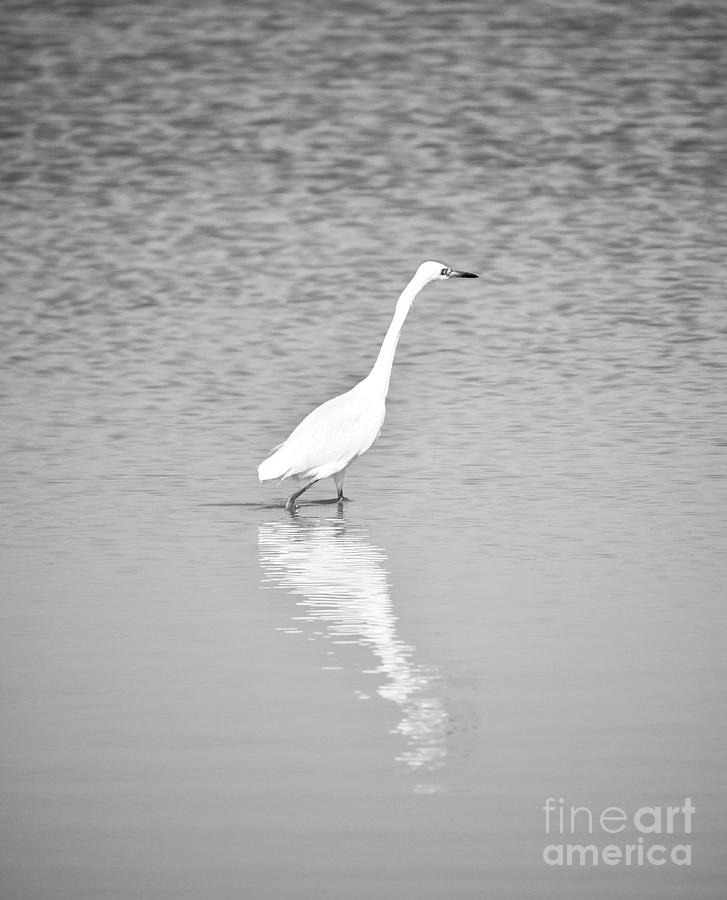 The Hunting Egret Photograph