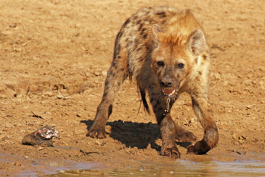 The Hyena and the Hippo Hoof Photograph by MaryJane Sesto - Fine Art ...