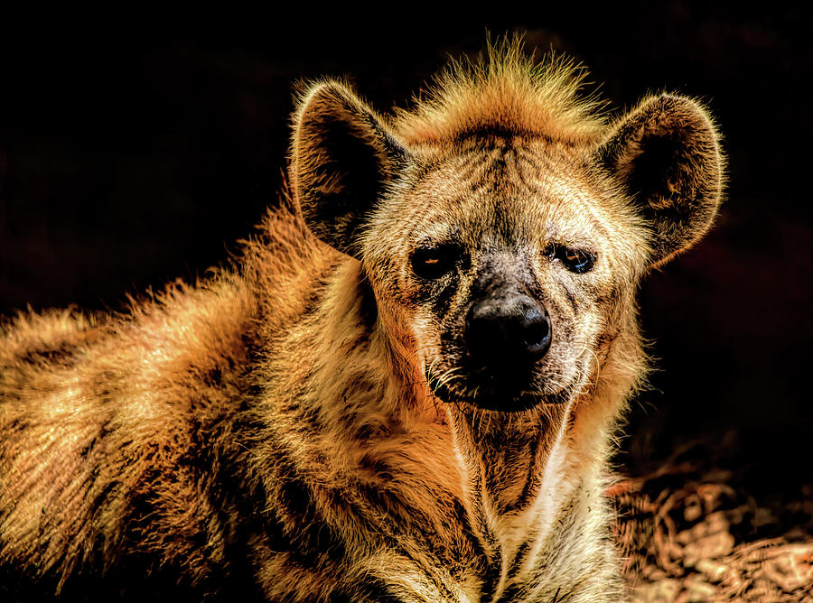 The Hyenas Gaze Photograph by Karen Cox