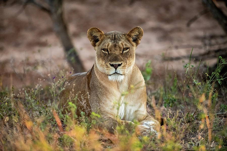 The hypnotizing  look Photograph by Stefan Knauer