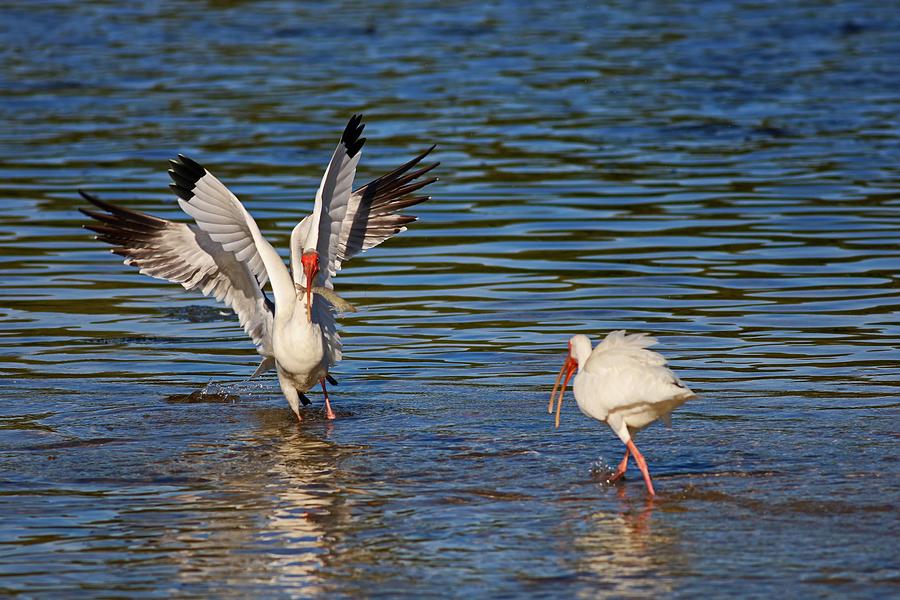 The Ibis Pursued by the Seagull  Photograph by Michiale Schneider