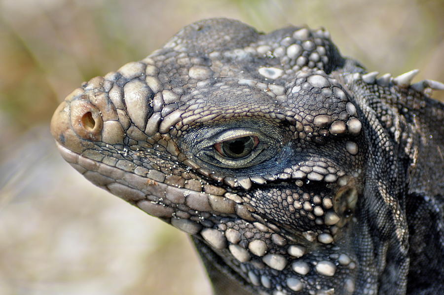 The Iguana Pyrography by Alberta Rossi - Fine Art America