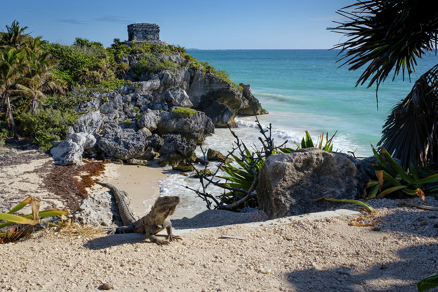 The Iguana at Tulum Mayan Ruins Photograph by Mary Lee Dereske