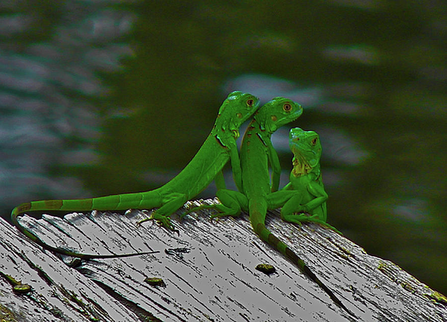 The Iguana Children  Photograph by Carl Moore
