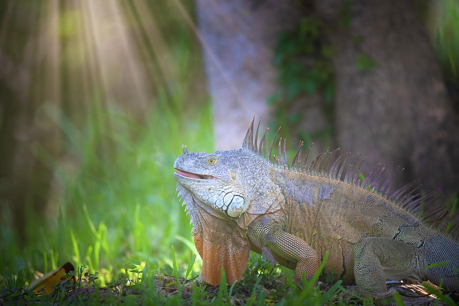 The Iguana King Photograph by Mark Andrew Thomas