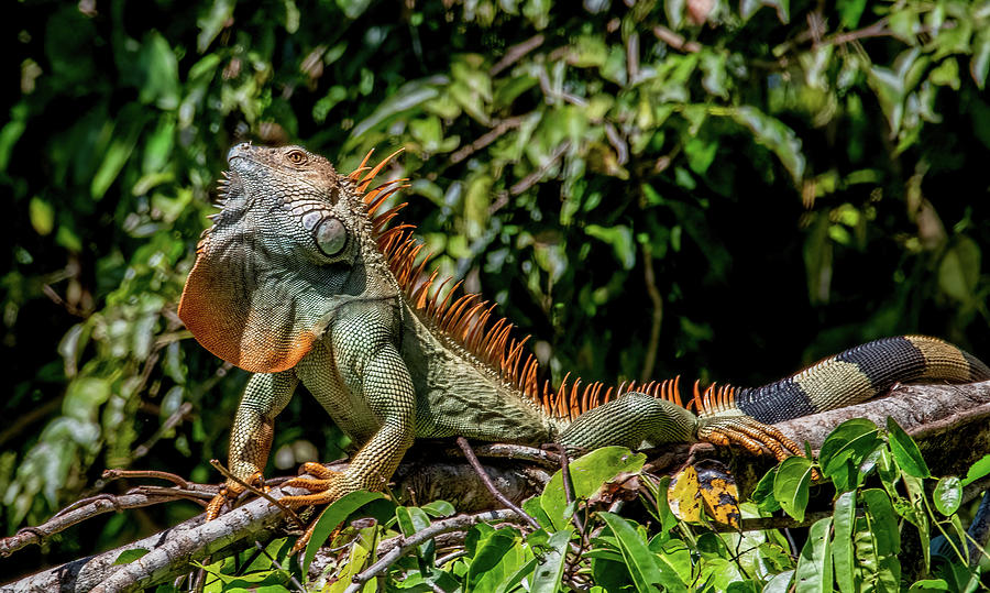 The Iguana With Attitude, Costa Rica Photograph by Marcy Wielfaert