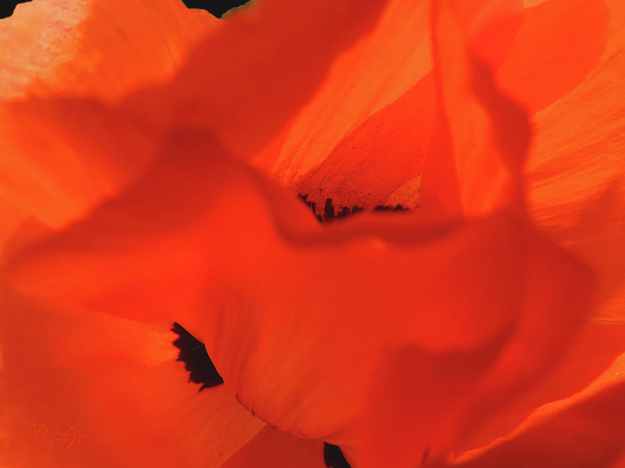 The In and Outs of a Poppy - Oriental Poppy - Macro Flower Photography - A Single Orange Poppy Photograph by Brooks Garten Hauschild