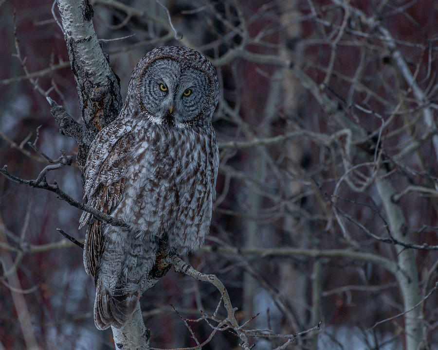 Bird Photograph - The In-Person Owl Hello by Yeates Photography