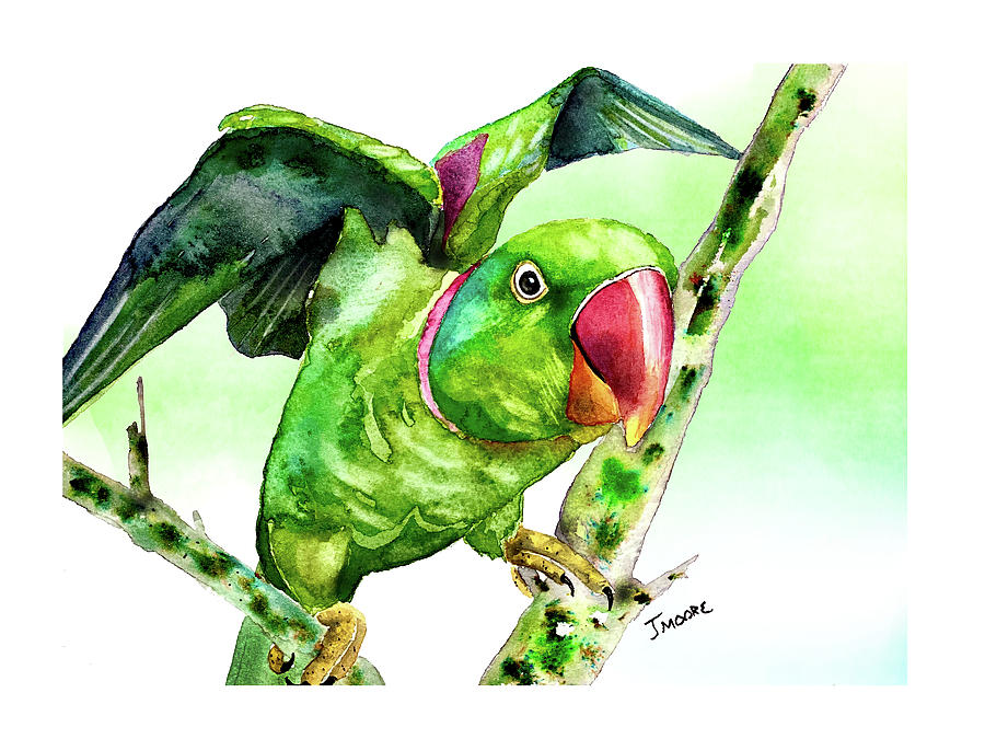indian green parrot bird