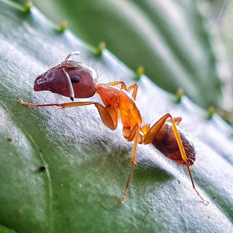 The Industrious Ant Photograph by Luxxe Pics - Fine Art America