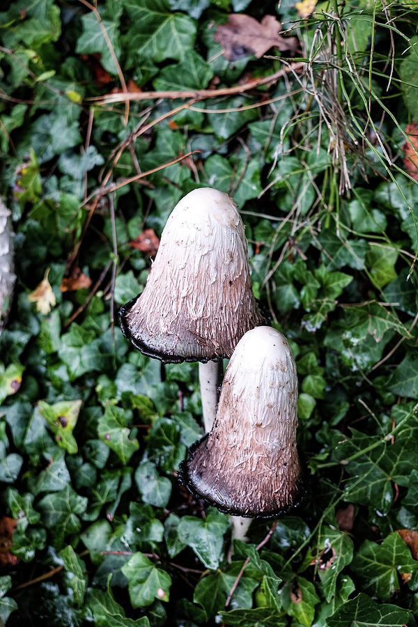 Mushroom Photograph - The Inkcap by Ian Kydd Miller