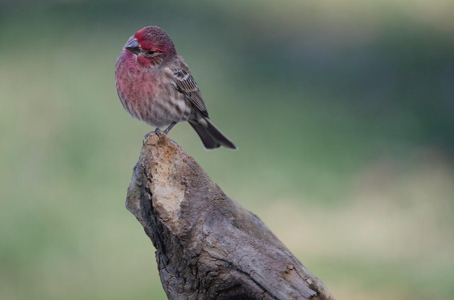 The Inquisitive House Finch Photograph by Jim Cook