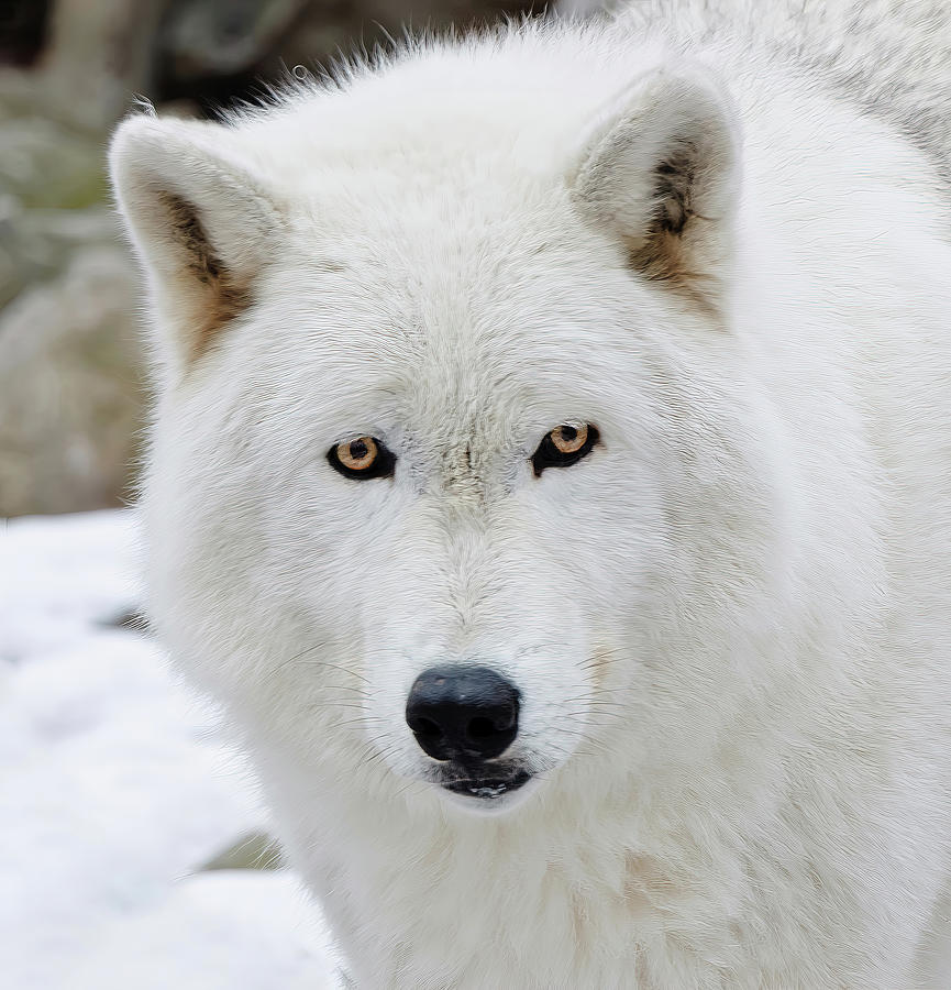 The Inquisitive Wolf Stare Photograph