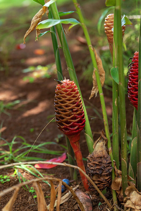 The interesting cone shaped flower of the Shampoo Ginger, Pinecone ...