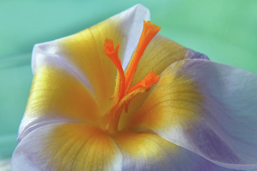 The Interior Design Of Crocus Photograph by Terence Davis