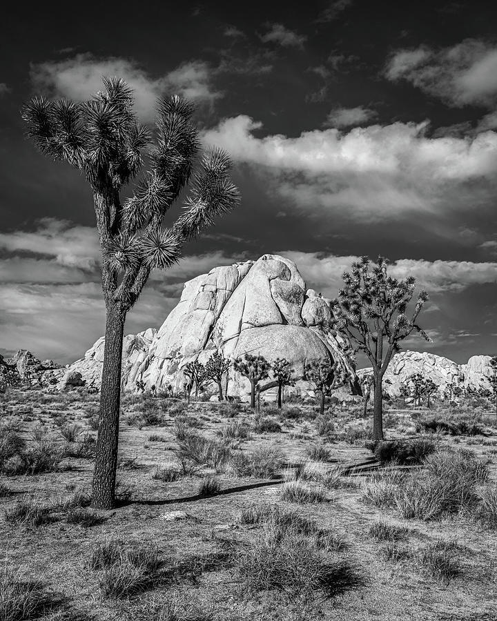 The Intersection of Rock and Joshua Tree - Black and White Photograph by Peter Tellone