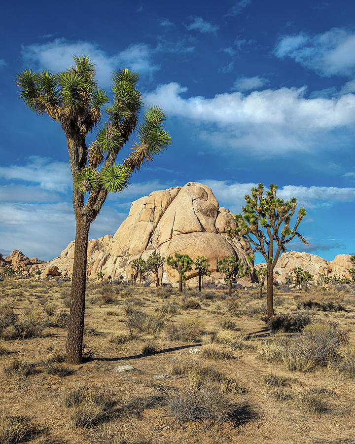 The Intersection Of Rock And Joshua Tree Photograph