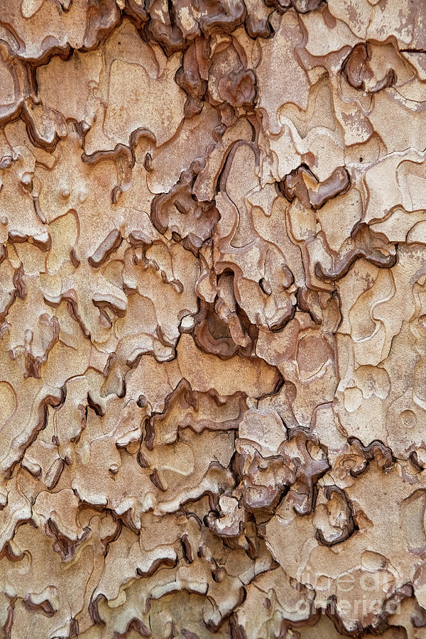 The intricate pattern of ponderosa pine bark, Yosemite National Park, california, USA Photograph by Jane Rix