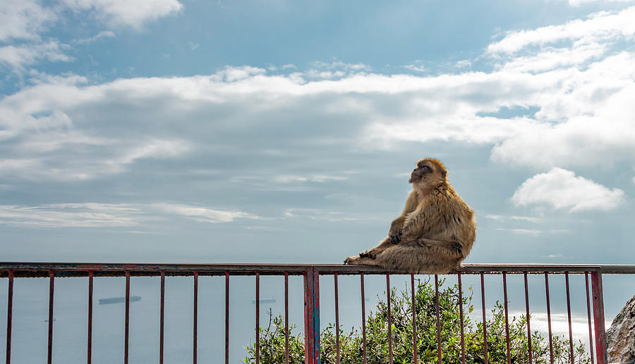 The Introspective Ape Photograph by Bob VonDrachek