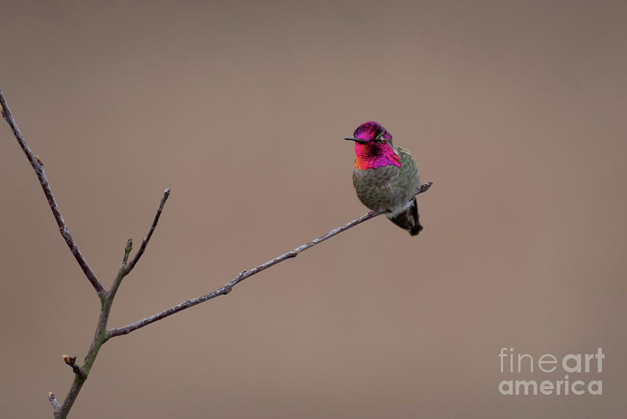 Hummingbird Photograph - The Iridescent Face of Annas Hummingbird by Nancy Gleason