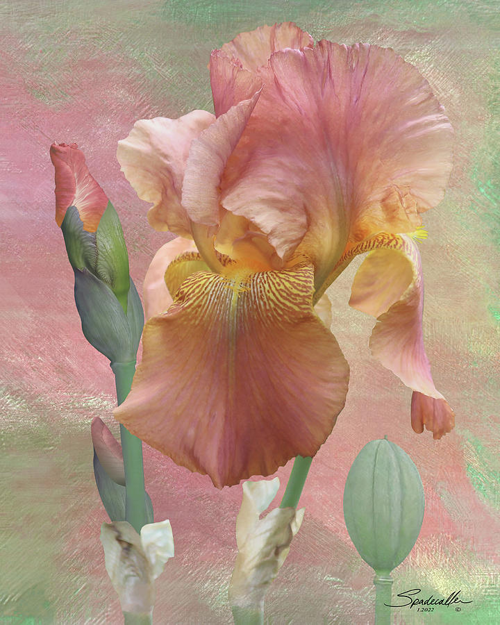 The Iris Flower Digital Art by M Spadecaller