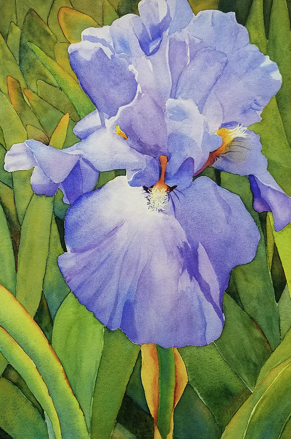 Flower Painting - The Iris by Judy Mercer