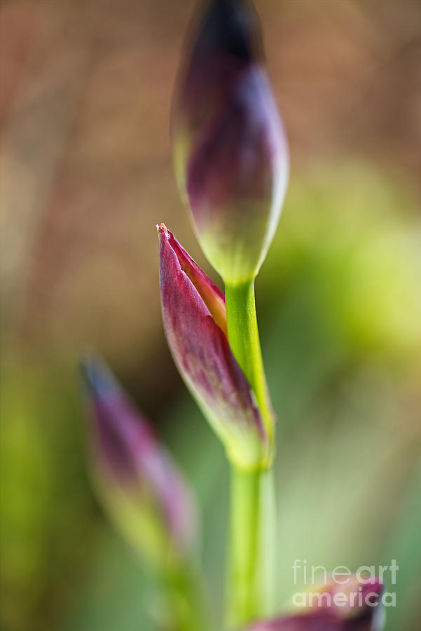 The Iris Leaf Photograph by Joy Watson