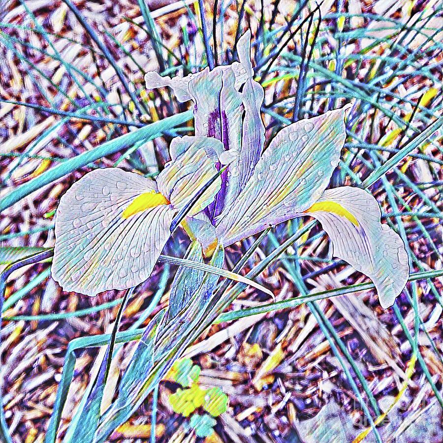 The Iris Magnificent  Digital Art by Rachel Hannah