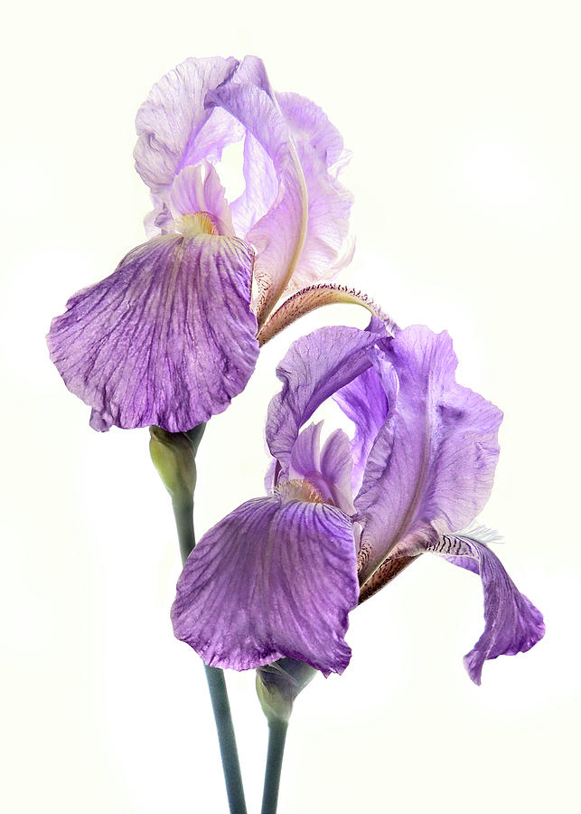 The Iris of Faith Hope and Wisdom Photograph by Nancy Griswold