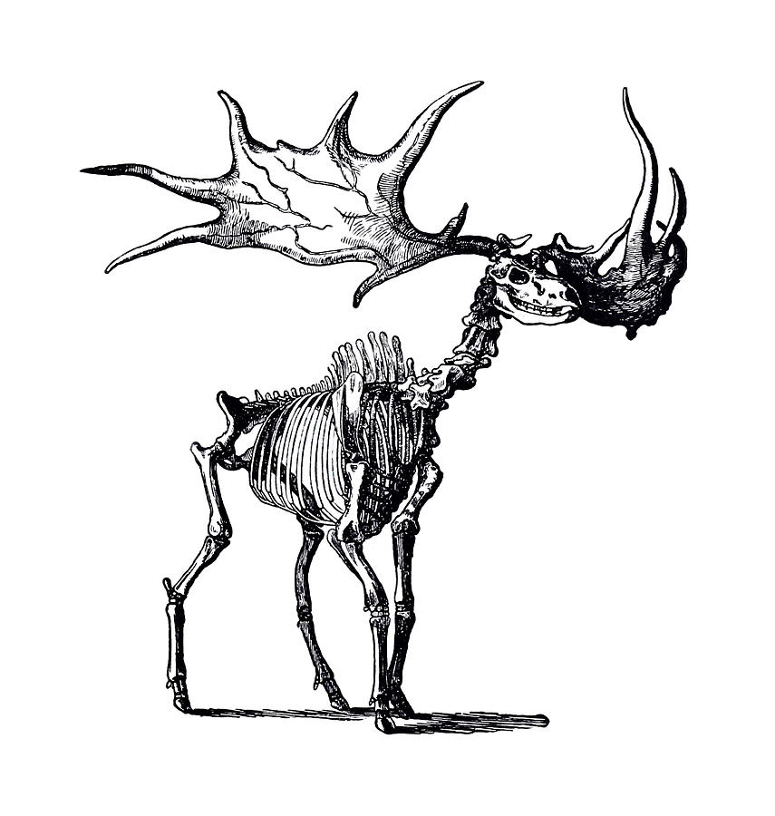 The Irish Elk Digital Art