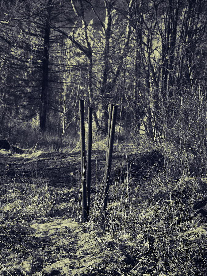 The irons in the woods Photograph by Jouko Lehto