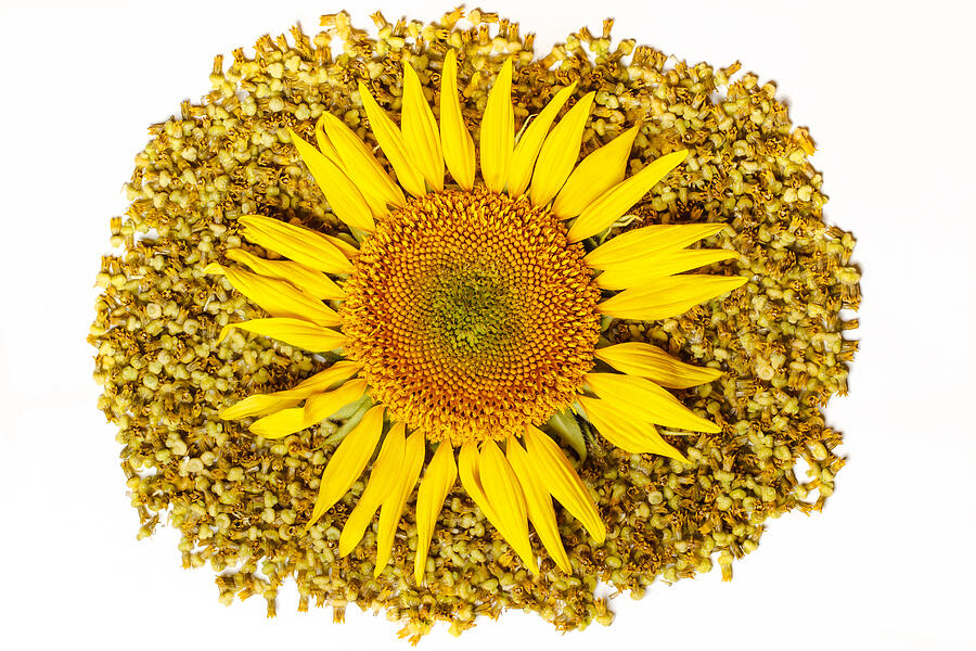 The isolated flower of a sunflower on a white background Photograph by Yomka