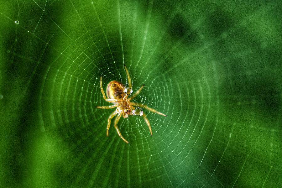 The Itsy Bitsy Spider Photograph by Evan Foster