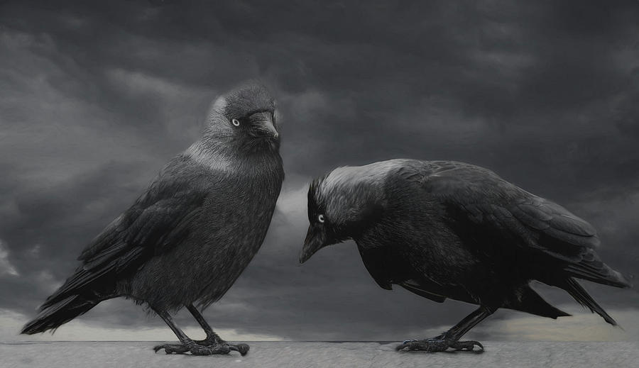 The Jackdaws Photograph by Chris Lord