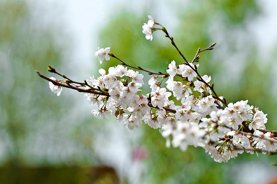 The Japanese cherry blossoms in spring Photograph by Wssl