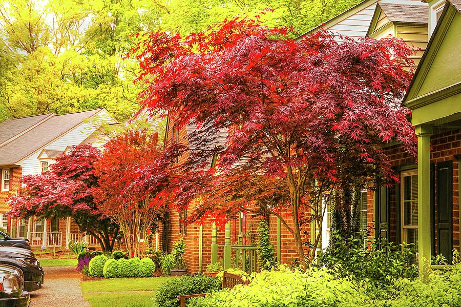 Japanese Maples In Springtime Photograph