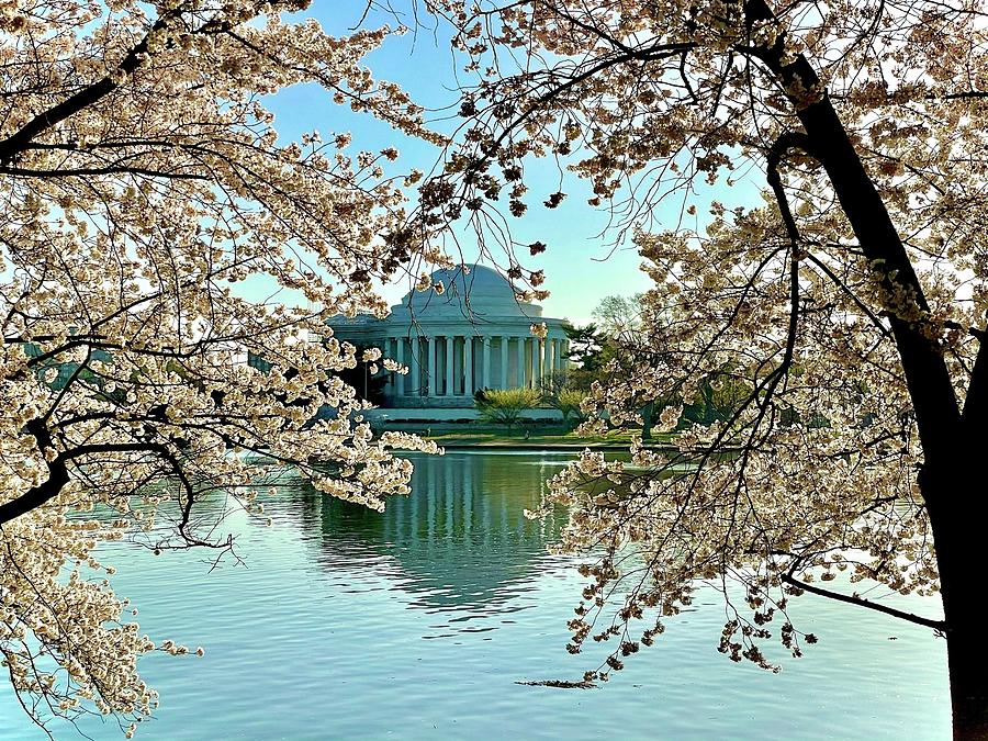 The Jefferson Monument Framed by Cherry Blossoms  Photograph by Amy Sorvillo