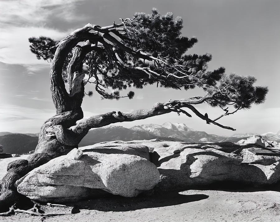 The Jeffery Pine Photograph by Ansel Adams
