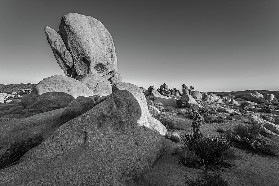 Joshua Tree National Park Photograph - The Joshua Tree Whale - Black and White  by Peter Tellone