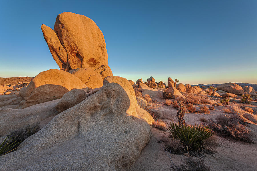 The Joshua Tree Whale Photograph by Peter Tellone