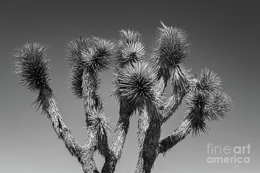 The Joshua Tree....in Black and White Photograph by Henk Meijer Photography