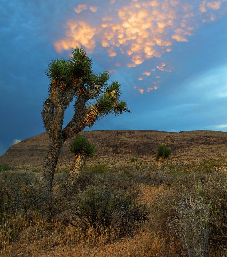 The Joshua Tree's Wild Sky Photograph by Aaron McElherne - Fine Art America