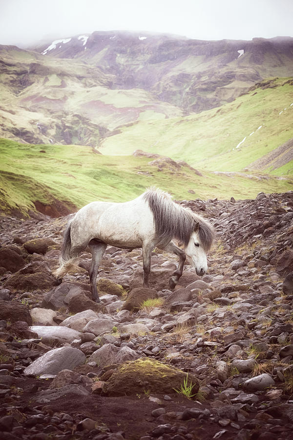 The Journey - Horse Art Photograph by Lisa Saint