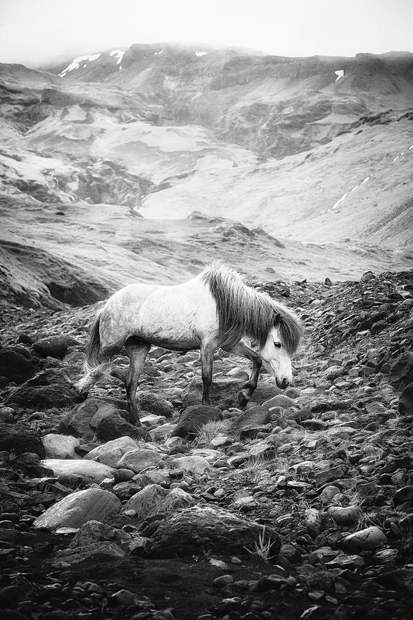 The Journey II - Horse Art Photograph by Lisa Saint